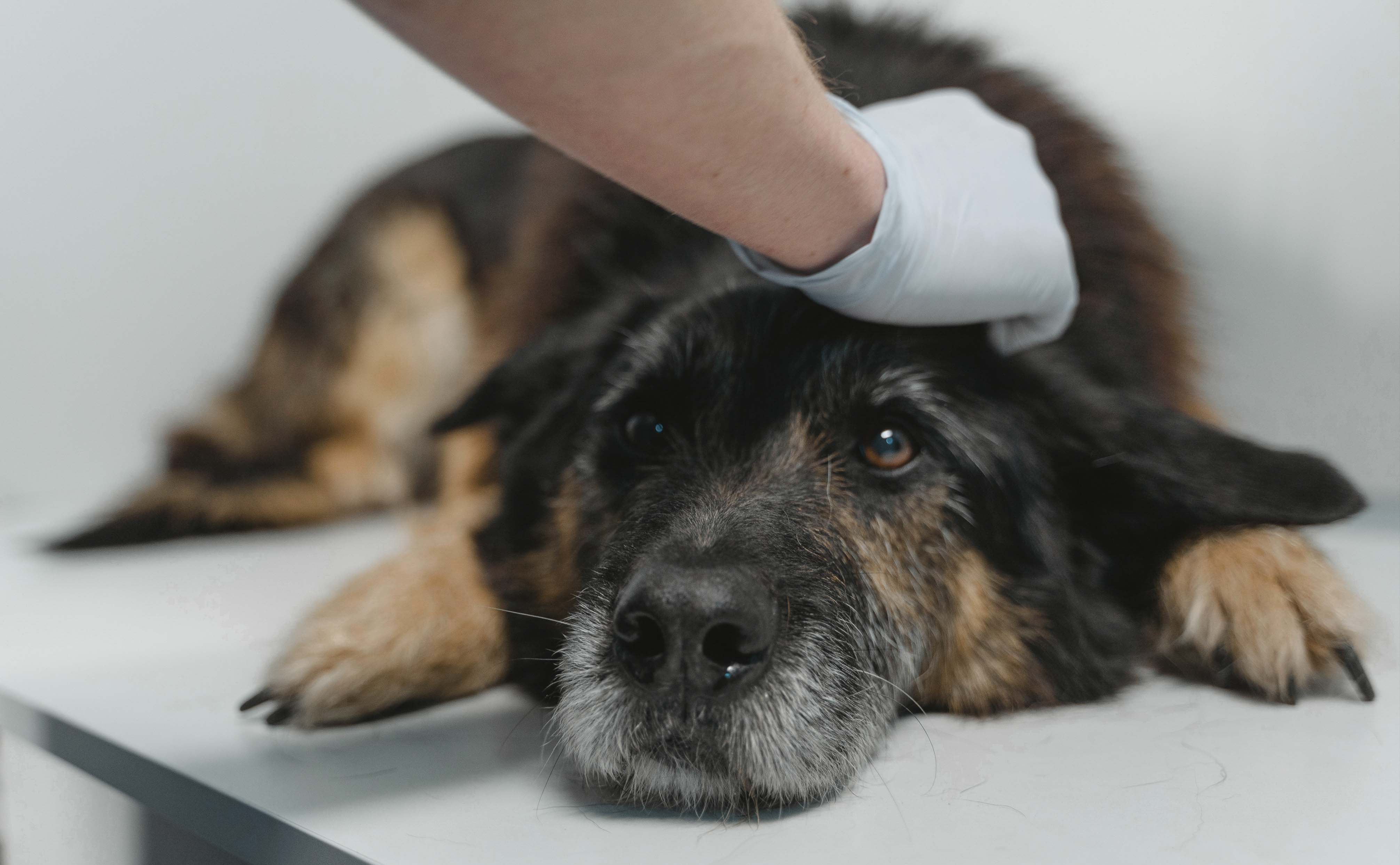 dog at vet petted image
