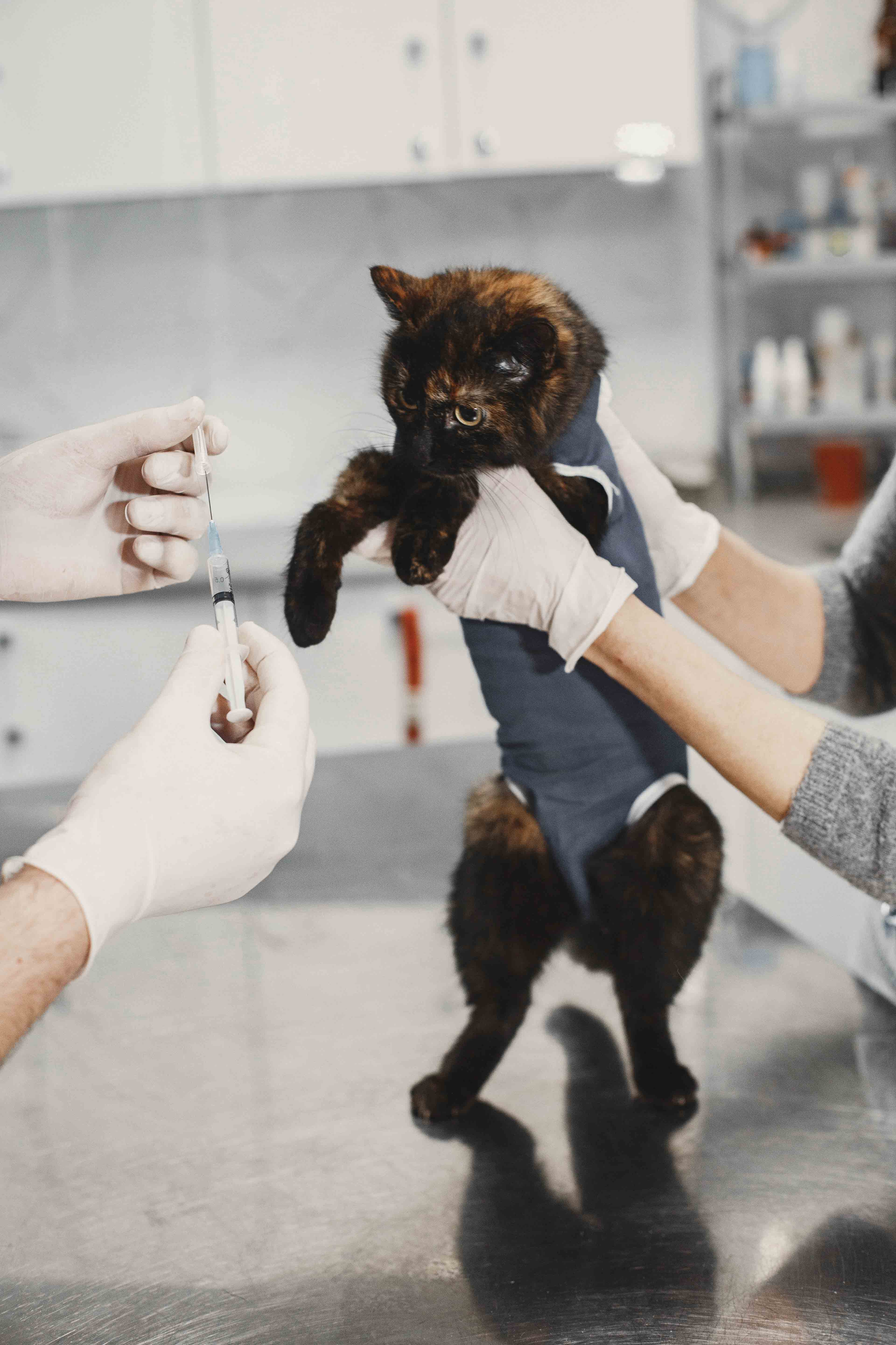 microchip