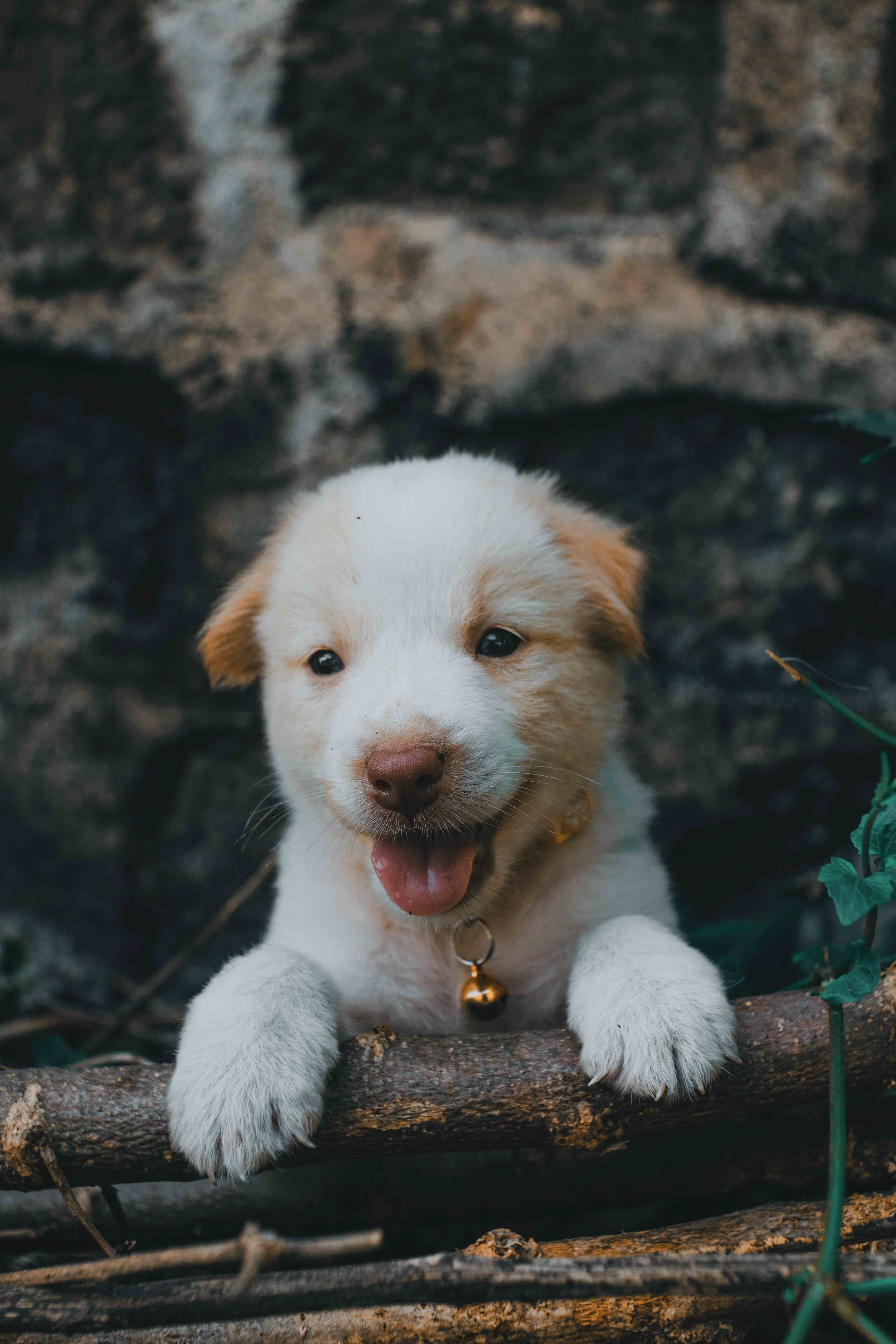 puppyclasses